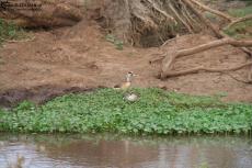 IMG 7976-Kenya, ducks in Kimana Reserve IMG 7976-Kenya, ducks in Kimana Reserve